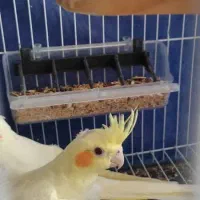 عروس هلندی لوتینو