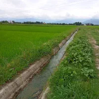 فروش شالیزار