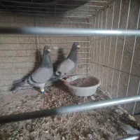 کبوتر پلاکی مسافتی