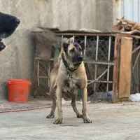 واگذاری ماده سرابی