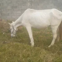 مادیان|اسب و تجهیزات اسبسواری|گرگان, |دیوار