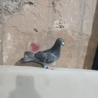 پرنده|پرنده|قم, وادی السلام|دیوار