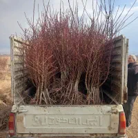 فروش ویژه نهال بادام پیوندی وسنگی درینگی کند|خدمات باغبانی و درختکاری|خسروشاه, |دیوار