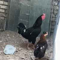خروس اصیل رسمی