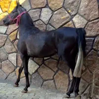 اسب نریان نوه سالار فرخشهر