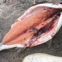 فروش  ماهی به صورت عمده