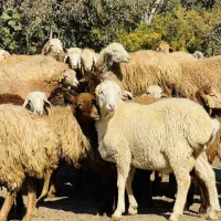 جایگاه رسمی دام زنده/ حضوری/ تلفنی