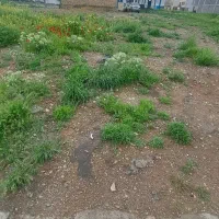 زمین-160متری-دانشجو
