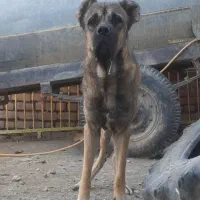 واگذاری توله سراب ده ماهه