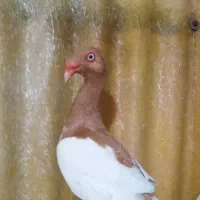 دنش باکیفیت