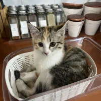 واگزاری رایگان گربه|گربه|یزد, |دیوار