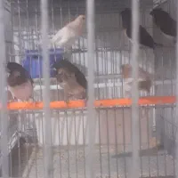 فنچ بنگالی و کراواتی