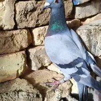 کبوتر رنگی پلاکی ساعتی|پرنده|شاهین‌شهر, گرگاب|دیوار