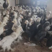 جوجه رنگی  اردک.محلی.برهما