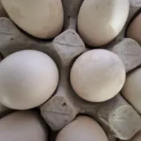 تخم نطفه دار