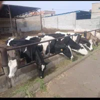 ماشین معاوضه با گاو شیری و گوساله