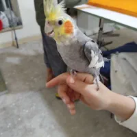 یک جفت عروس هلندی