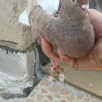 ماده دم قهوای|پرنده|شاهینشهر, شهرک امام علی|دیوار