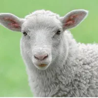 گوسفند فروشی مرکز غرب شمالشهر درب خانه باقصاب زنده|حیوانات مزرعه|تهران, قیطریه|دیوار