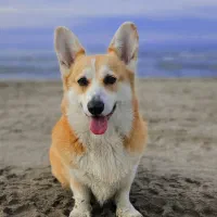 ولش کورگی|سگ|تهران, پردیسان|دیوار