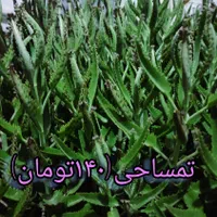 گل های طبیعی زیبا و با طراوت|گل و گیاه طبیعی|قرچک, مهدیه|دیوار