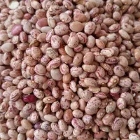 لوبیا چیتی خمین