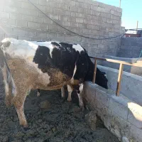 سلام ۹ راس گاو گوساله