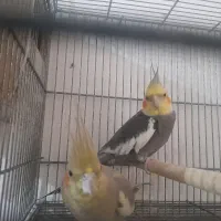 جفت عروس هلندی با یک جوجه