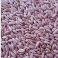 ۱۰ تن جو محلی دیم وگندم سرداری واذر۲ بوجاری شده