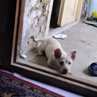 سگ پاکوتا|سگ|گرگان, |دیوار