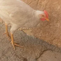 جوجه گوشتی