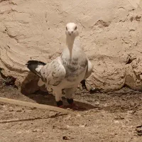 کبوتر مفت