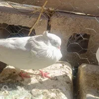 سفید معلقی چشم سفید
