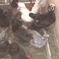 تخم مرغ سلطان اصل نطفه دار (خروس مرغ گیر جوان)|حیوانات مزرعه|کهک, |دیوار