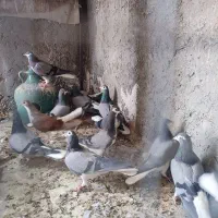 کبوتر نر و ماده خرقه