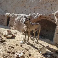 واگذاری سگ|سگ|تربتحیدریه, کلاته توکلی|دیوار