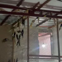 عروس مولد ۱۰۰ درصد گله ای|پرنده|چمستان, |دیوار