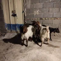 برغاله نر و ماده|حیوانات مزرعه|هریس, |دیوار