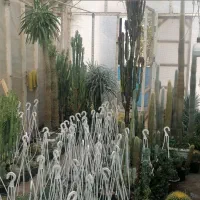 کاکتوس. آگاو. نخل مادگاسکار بزرگ|گل و گیاه طبیعی|نی‌ریز, |دیوار