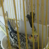 عروس زیبا جوجه دان خور