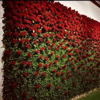 پخش و نصب گرینوال و دیوار سبز|گل مصنوعی|ارومیه, |دیوار