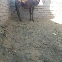 شتر|حیوانات مزرعه|نهبندان, |دیوار