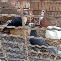 هفت عددکبوترمشتی|پرنده|بالا ولایت, |دیوار