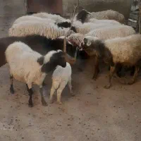 گوسفند با بره نر