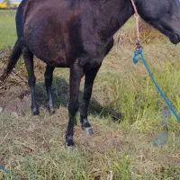 دو راس مادیان مشکی و سیانیله|اسب و تجهیزات اسبسواری|پرهسر, |دیوار