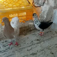 کفتر نقش|پرنده|بیرجند, |دیوار
