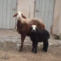 دو راس گوسفندبره دار ، و هفت گوسفند آبست