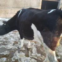 گاو|حیوانات مزرعه|قوچان, |دیوار