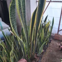 سانسوریا ابلق