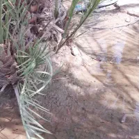 فسیل کلوته